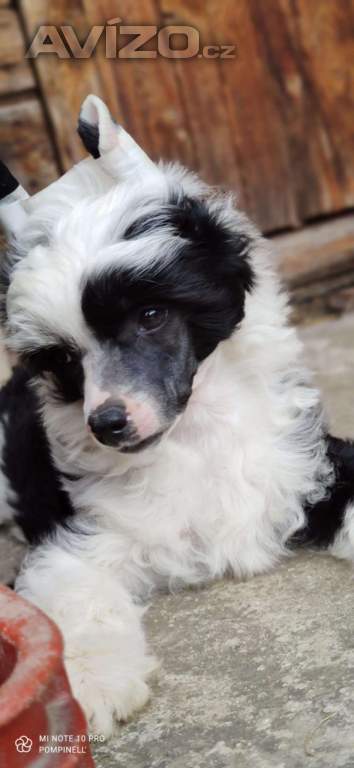 Čínský chocholatý pes - labutěnka s PP