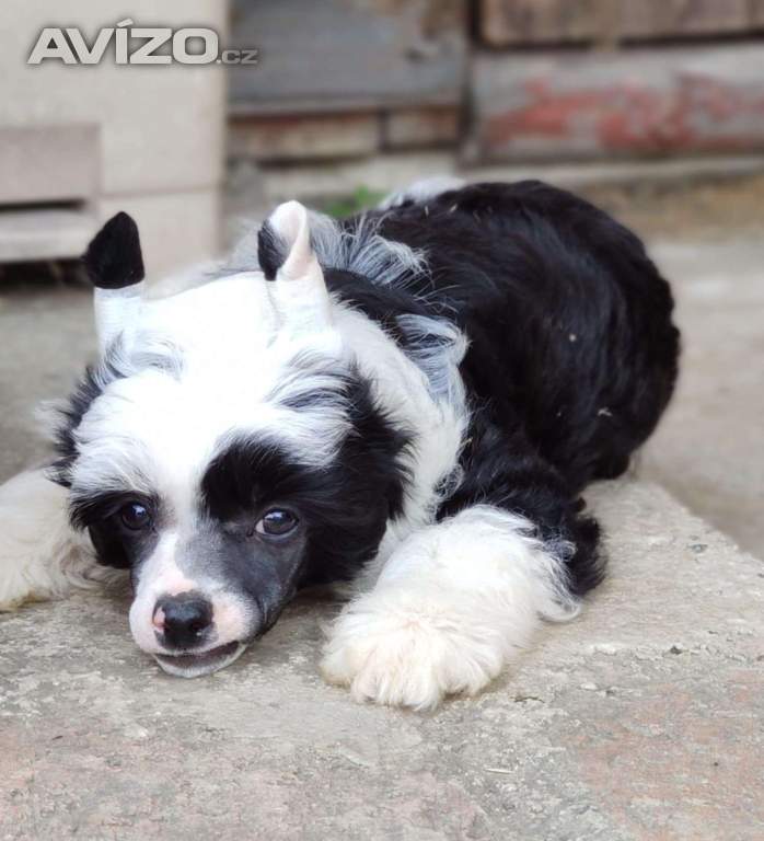 Foto inzerátu Čínský chocholatý pes - labutěnka s PP