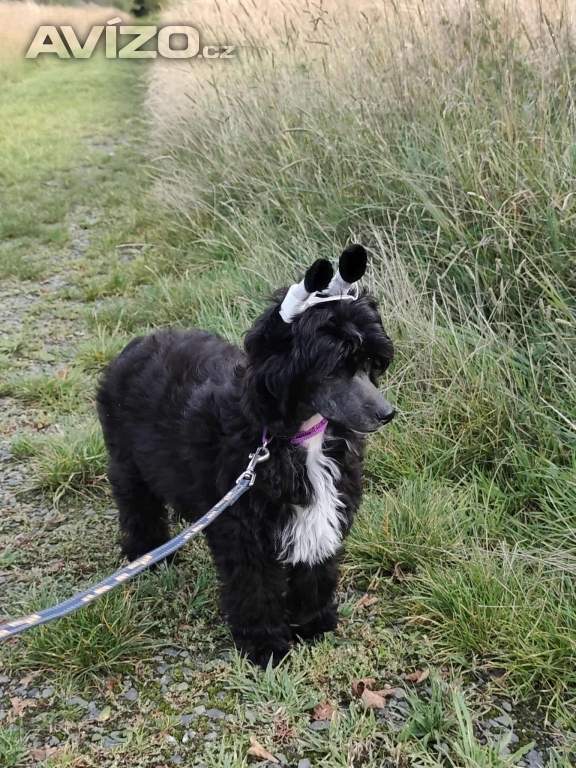 Foto inzerátu Čínský chocholatý pes - labutěnka s PP