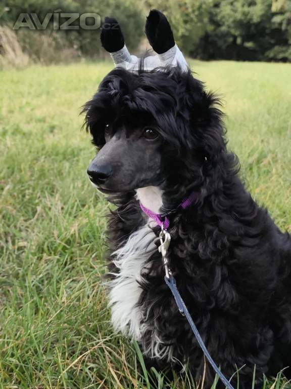 Foto inzerátu Čínský chocholatý pes - labutěnka s PP