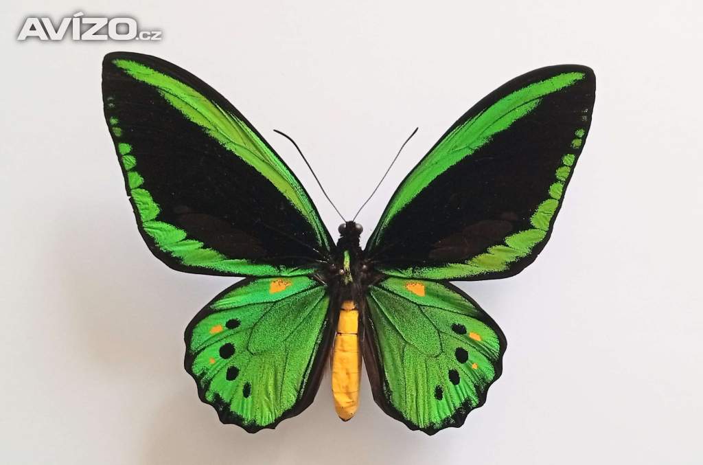 Foto inzerátu Tropičtí motýli v rámečku.