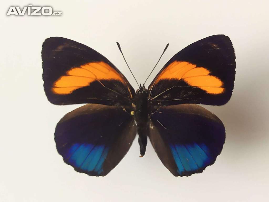 Foto inzerátu Tropičtí motýli v rámečku.