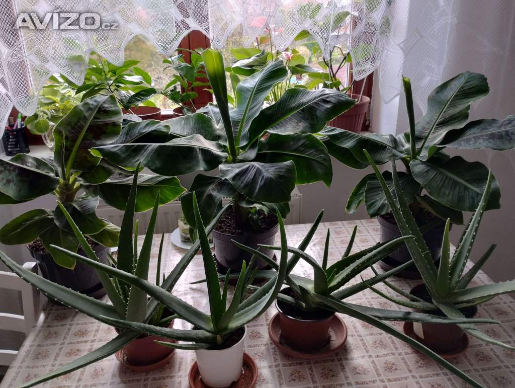 PRODÁM 3 KUSY BANÁNOVNÍKŮ+4 KUSY LÉČIVÉ ALOE VERA!!