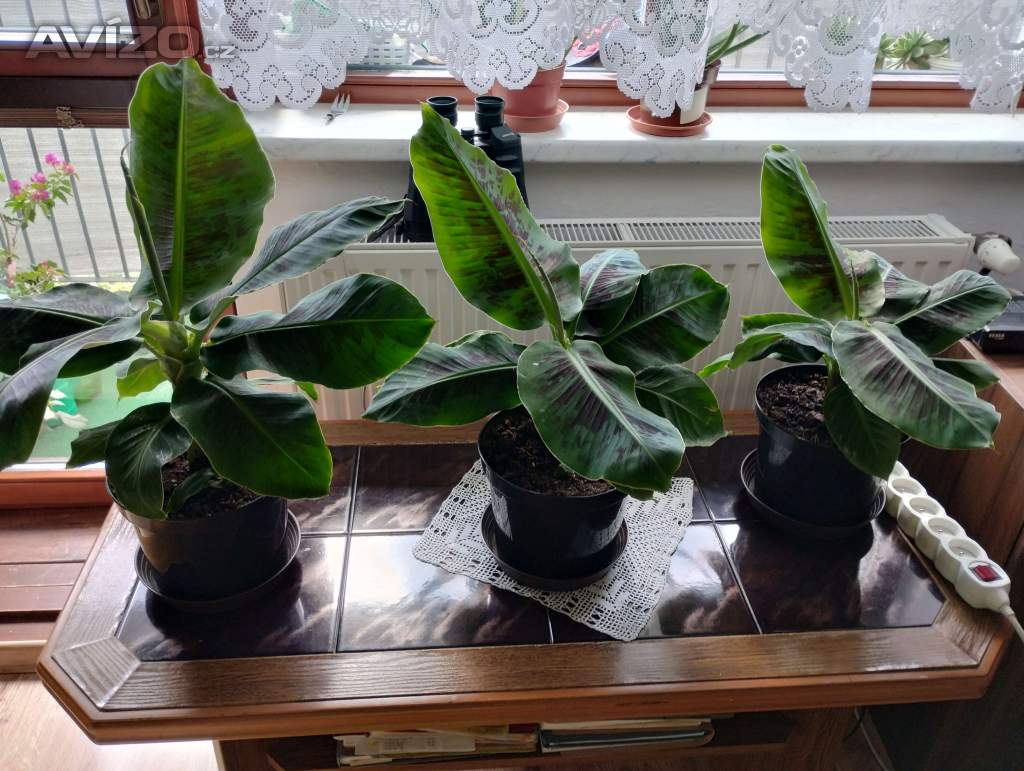 Foto inzerátu PRODÁM 3 KUSY BANÁNOVNÍKŮ+4 KUSY LÉČIVÉ ALOE VERA!!