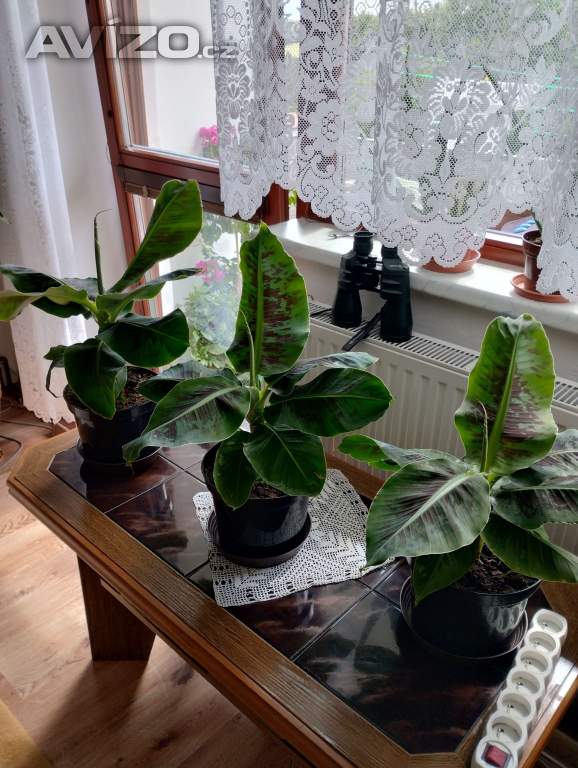 Foto inzerátu PRODÁM 3 KUSY BANÁNOVNÍKŮ+4 KUSY LÉČIVÉ ALOE VERA!!