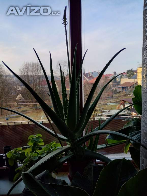 Foto inzerátu PRODÁM 3 KUSY BANÁNOVNÍKŮ+4 KUSY LÉČIVÉ ALOE VERA!!