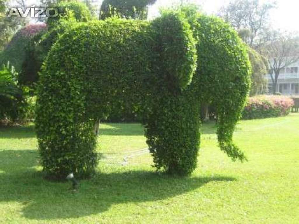 Foto inzerátu Podzimní VÝPRODEJ: Kouzelný (zázračný) živý plot - Jilm sibiřský - bezkonkurenční cena!