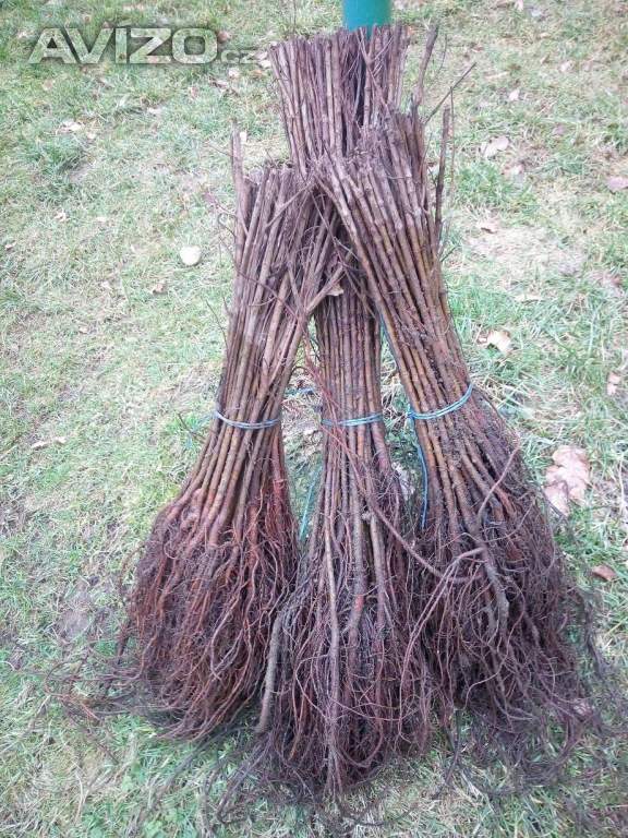 Foto inzerátu Podzimní VÝPRODEJ: Kouzelný (zázračný) živý plot - Jilm sibiřský - bezkonkurenční cena!