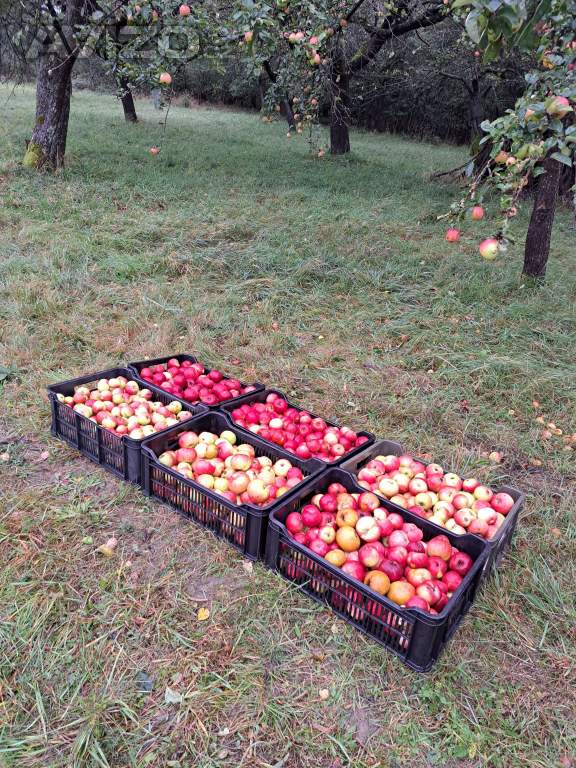 Nabídka jablek, ořechů-Chrudimsko