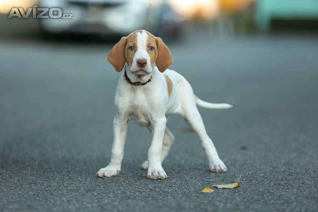 Saintgermainský ohař