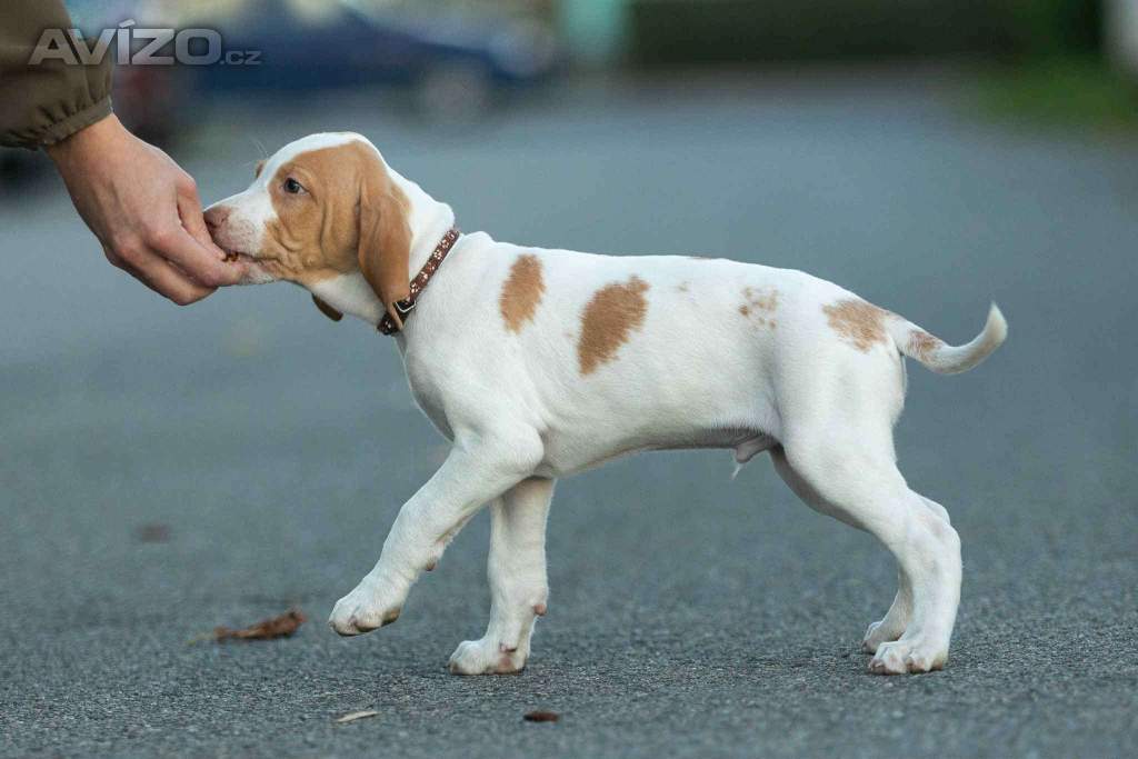 Foto inzerátu Saintgermainský ohař