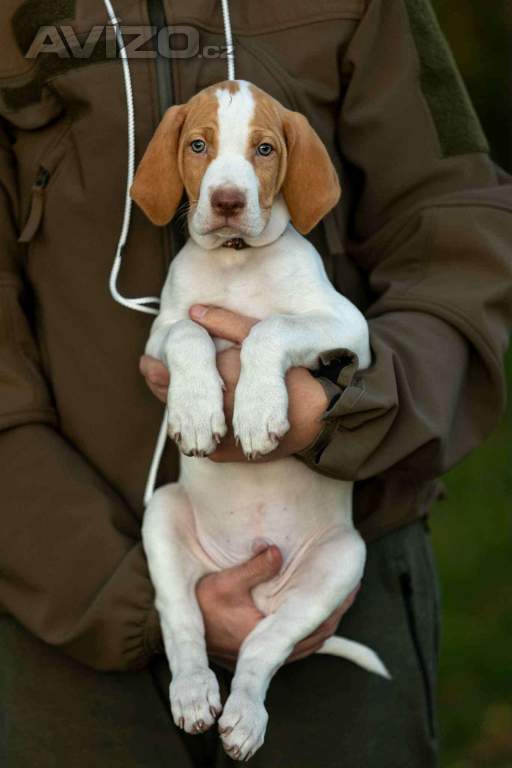 Foto inzerátu Saintgermainský ohař