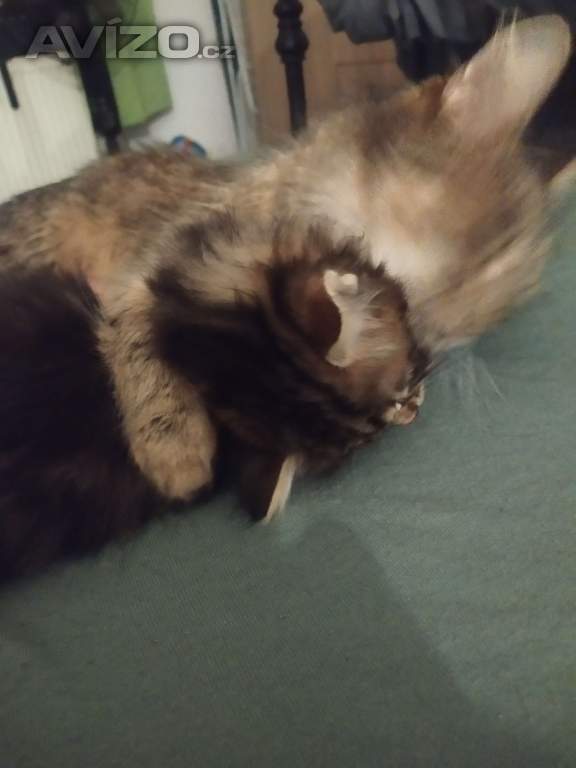 Daruji mourovaté kotatka