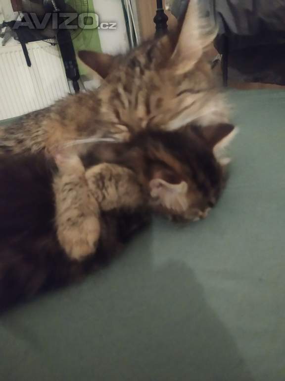 Foto inzerátu Daruji mourovaté kotatka