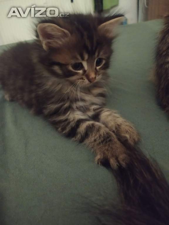 Foto inzerátu Daruji mourovaté kotatka