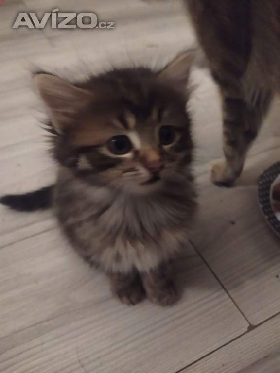 Foto inzerátu Daruji mourovaté kotatka