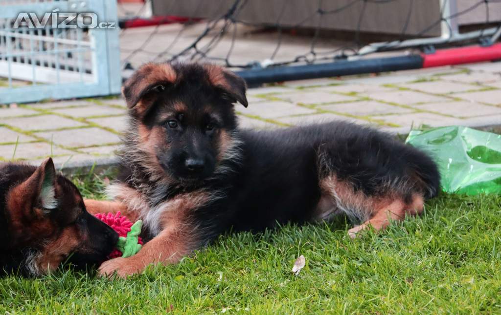 Foto inzerátu Německý ovčák 