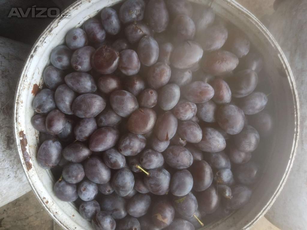 Foto inzerátu Trnky-bystricky -kvalita