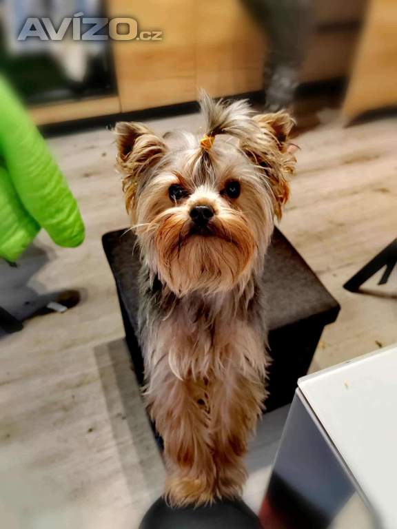 Yorkšírksy teriér ke krytí 