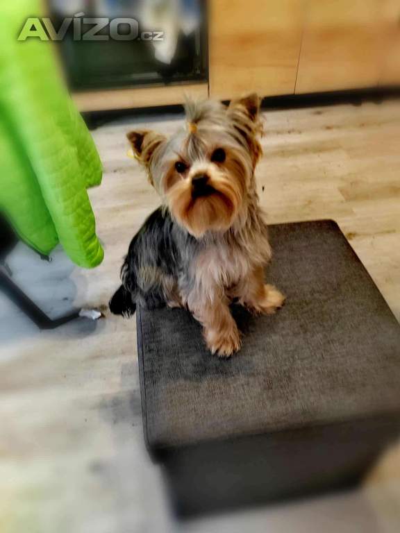 Foto inzerátu Yorkšírksy teriér ke krytí 
