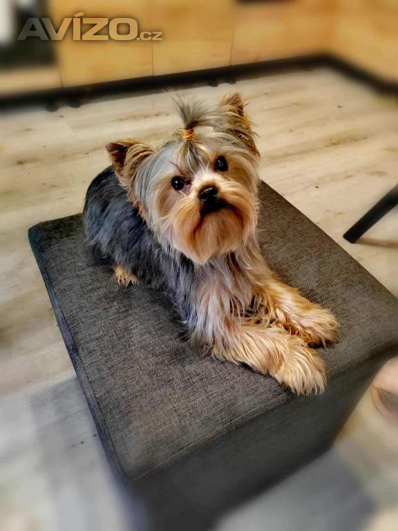 Foto inzerátu Yorkšírksy teriér ke krytí 
