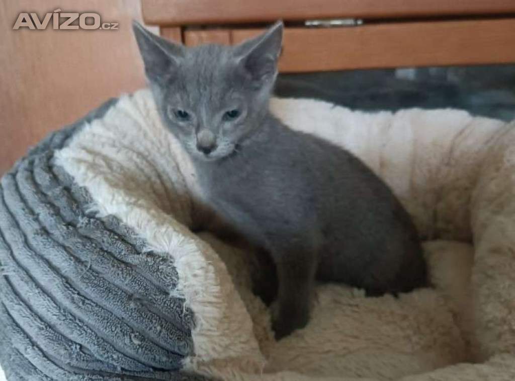 Foto inzerátu Ruská modrá - kocourek bez pp