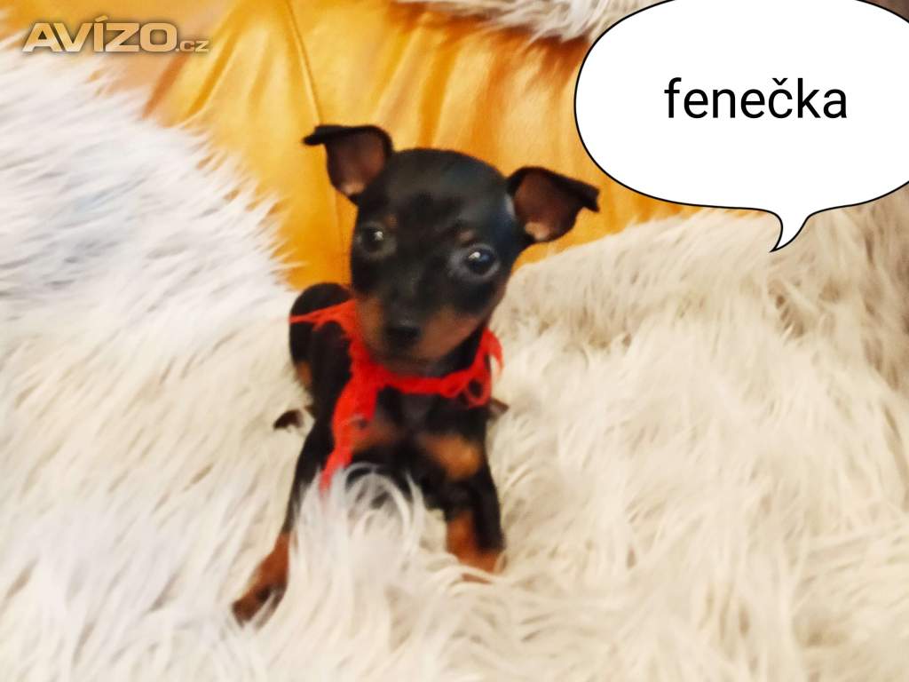 Trpasličí pinč bez PP 