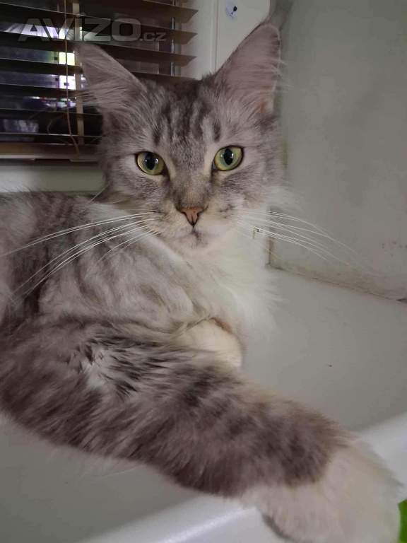 Mainská mývalí kočka 