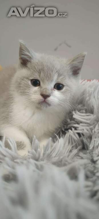 Foto inzerátu Britská koťata