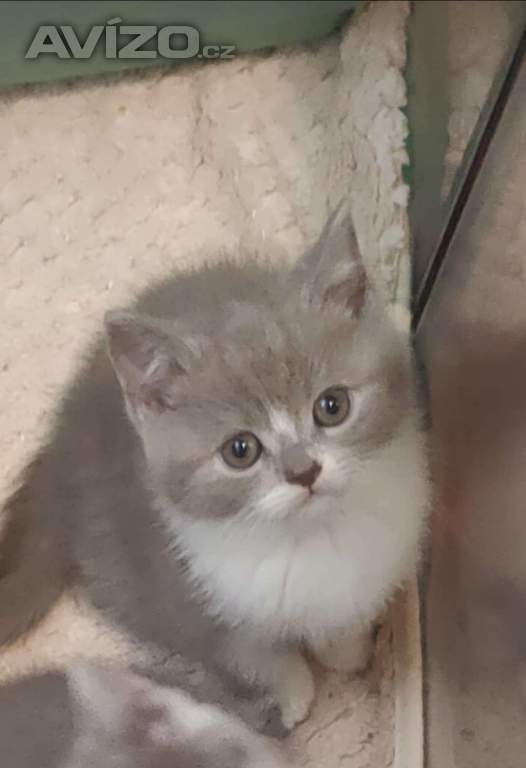Foto inzerátu Britská koťata