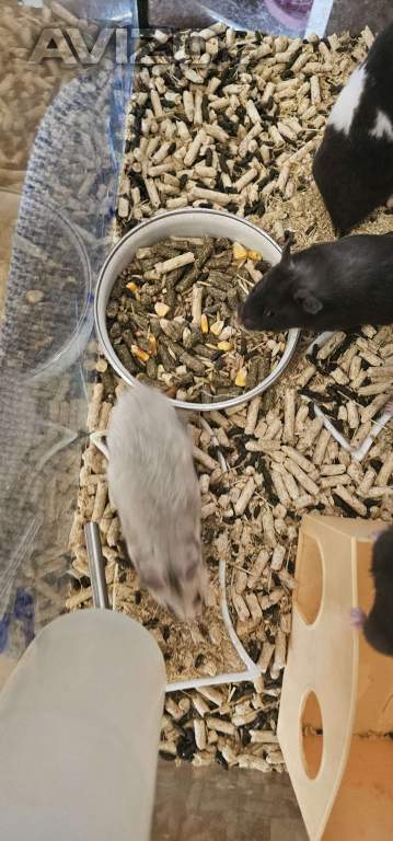 Foto inzerátu Křeček syrsky