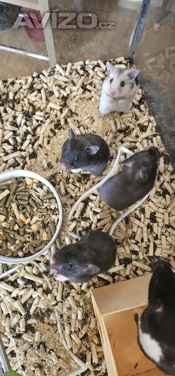 Foto inzerátu Křeček syrsky