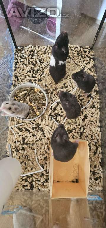 Foto inzerátu Křeček syrsky