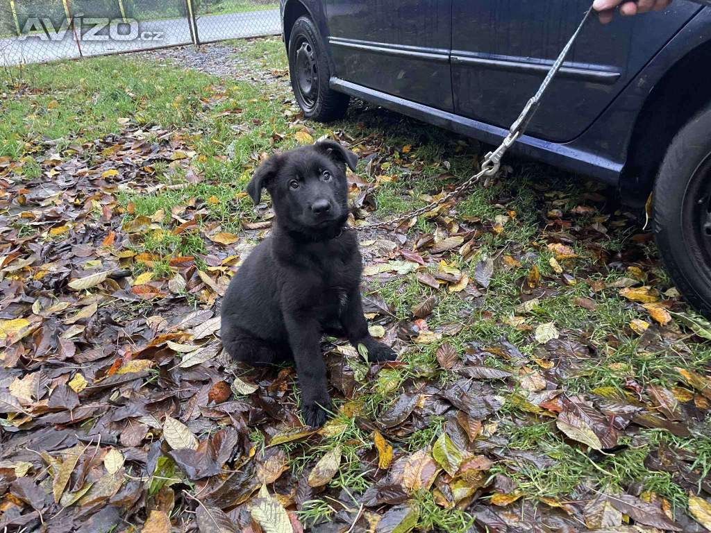 Foto inzerátu Německý ovčák