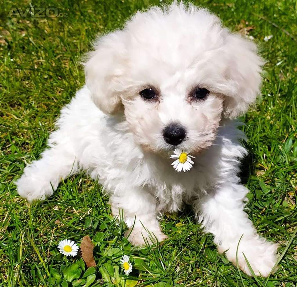 Bišonek Frisé poslední kluk