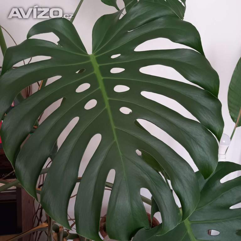 Monstery královské (mladé)