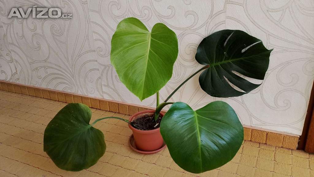 Foto inzerátu Monstery královské (mladé)