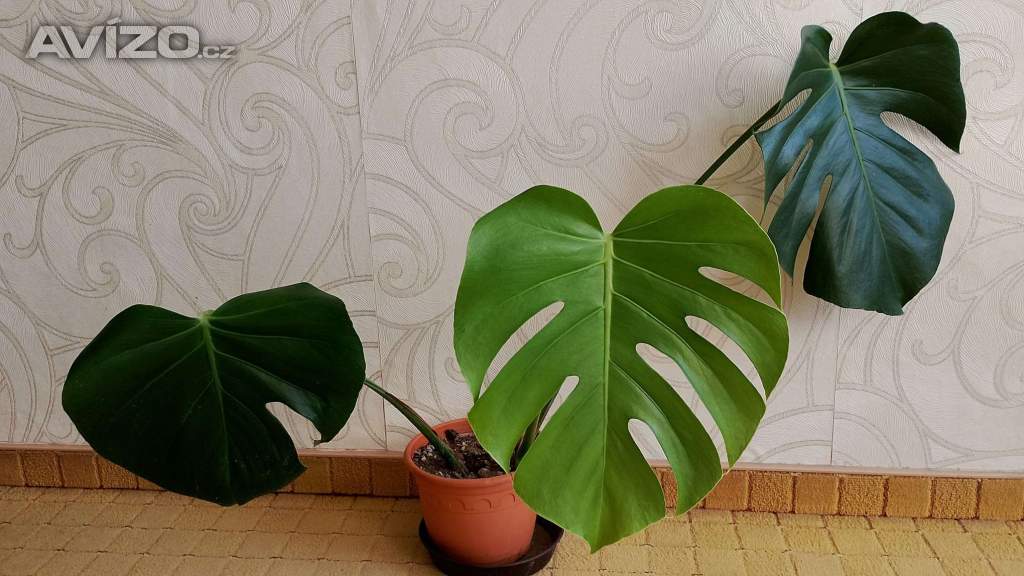 Foto inzerátu Monstery královské (mladé)