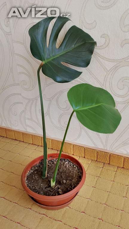 Foto inzerátu Monstery královské (mladé)