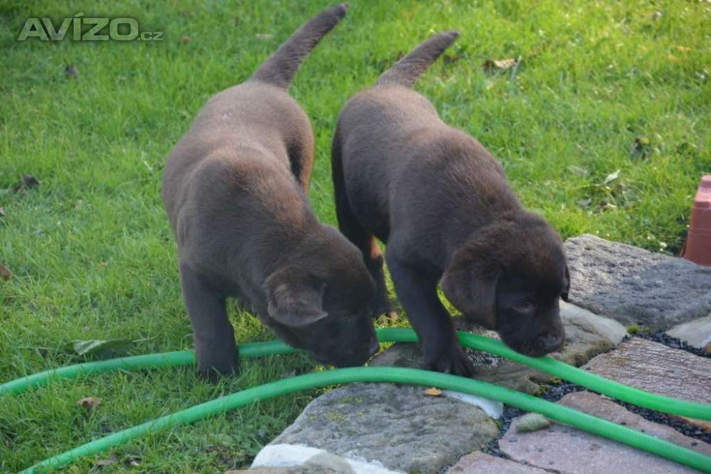 Foto inzerátu Labrador 