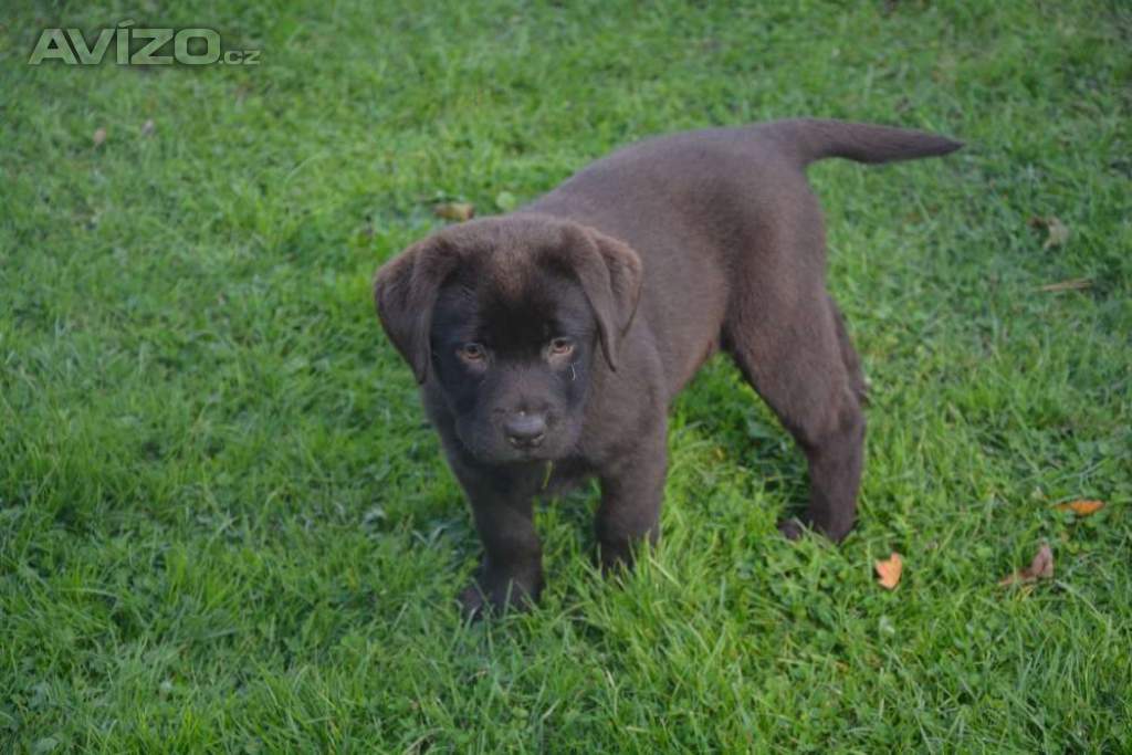 Foto inzerátu Labrador 