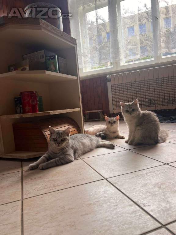 Foto inzerátu Britská koťata