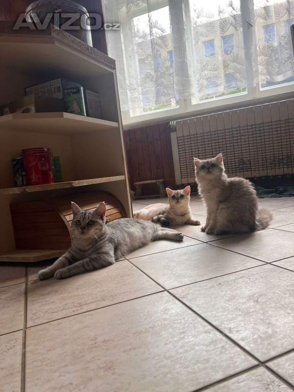 Foto inzerátu Britská koťata
