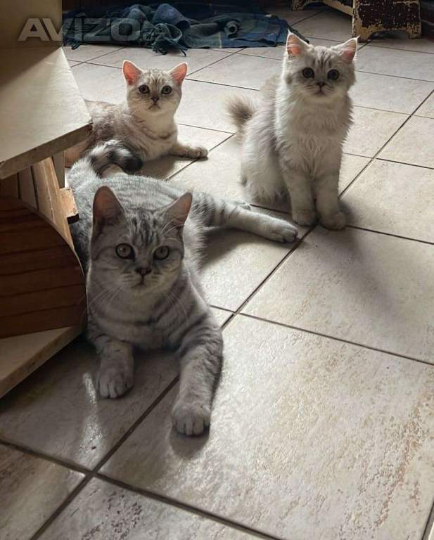 Foto inzerátu Britská koťata