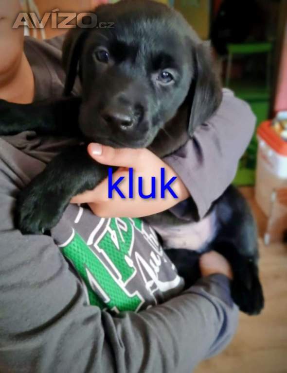 Štěňátka labradora 