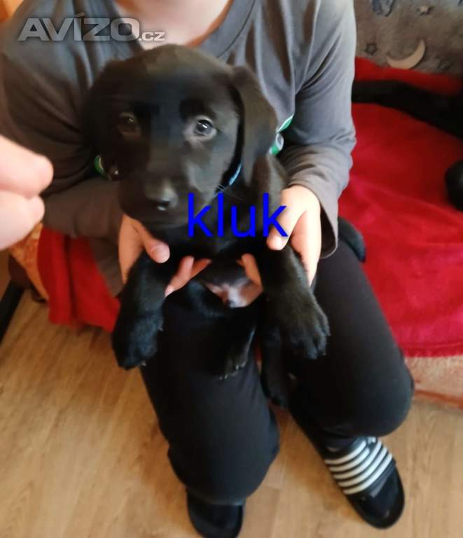Foto inzerátu Štěňátka labradora 
