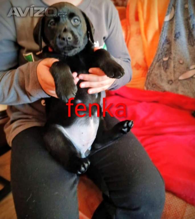 Foto inzerátu Štěňátka labradora 