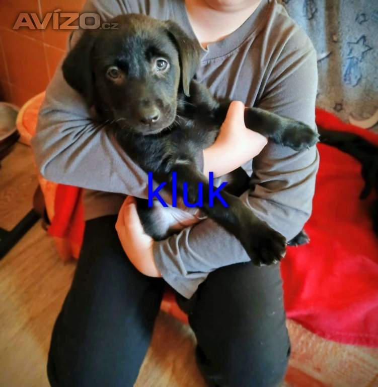 Foto inzerátu Štěňátka labradora 