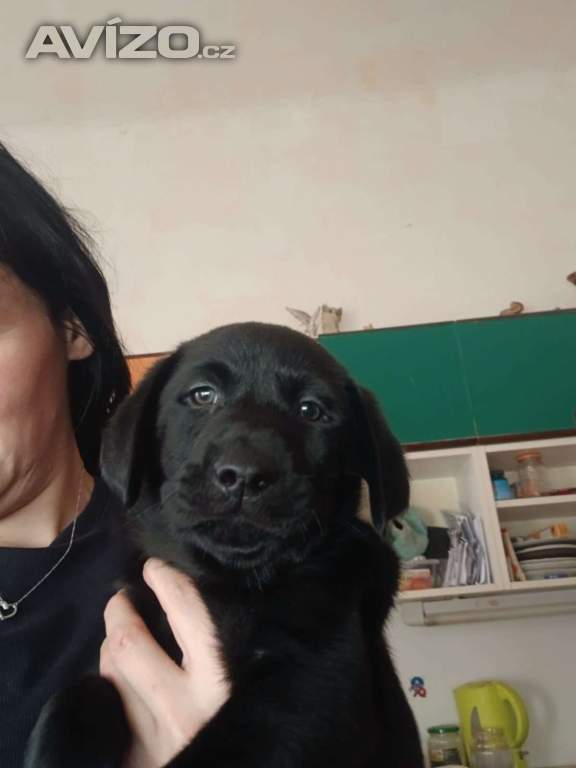 Foto inzerátu Štěňátka labradora 