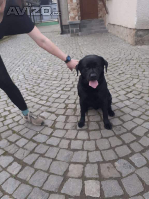 Foto inzerátu Štěňátka labradora 